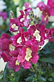 ANTIRRHINUM MAJUS BUTTERFLY HYBRIDS