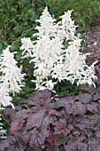 ASTILBE IRRLICHT & HEUCHERA PURPLE PALACE