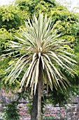 CORDYLINE AUSTRALIS ALBERTII