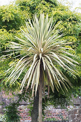 CORDYLINE_AUSTRALIS_ALBERTII