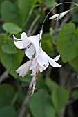 DIERAMA SLIEVE DONARD HYBRID