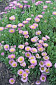 ERIGERON CHARITY