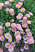 ERIGERON CHARITY