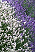 LAVANDULA LODDEN PINK, TWICKLE PURPLE & HIDCOTE