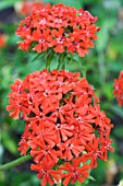 LYCHNIS CHALCEDONICA