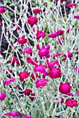 LYCHNIS CORONARIA