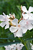 NERIUM OLEANDER SOUVENIER DAUGUSTE ROGER