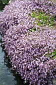 CAMPANULA POSCHARSKYANA