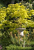 CATALPA BIGNONIODES AUREA