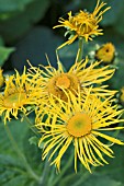 INULA RACEMOSA