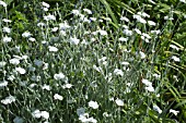 LYCHNIS CORONARIA ALBA