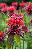 MONARDA CAMBRIDGE SCARLET