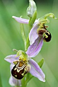 OPHRYS APIFERA, BEE ORCHID