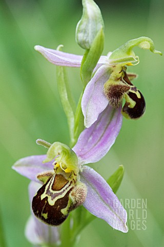 OPHRYS_APIFERA_BEE_ORCHID