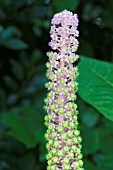 PHYTOLACCA AMERICANA