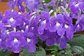 STREPTOCARPUS HELEN