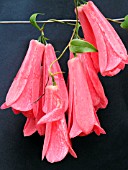 LAPAGERIA ROSEA (CHILEAN BELL FLOWER)