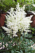 ASTILBE ASTRAY WHITE