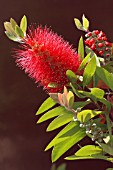 CALLISTEMON CITRINUS