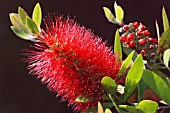 CALLISTEMON CITRINUS