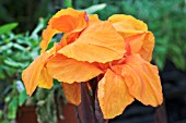 CANNA GIANT ORANGE