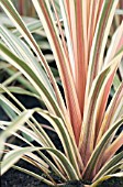 CORDYLINE TORQUAY DAZZLER