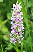 DACTYLORHIZA MAJALIS