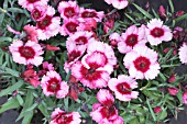 DIANTHUS RASPBERRY PARFAIT