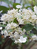 HYDRANGEA PANICULATA KYUSHU