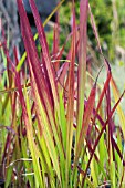 IMPERATA CYLINDRICA RED BARON