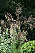 STIPA GIGANTIA