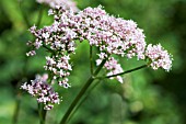 VALERIANA OFFICINALIS