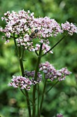 VALERIANA OFFICINALIS