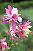 AQUILEGIA FRAGRANS, LONG-SPURRED HYBRID