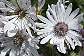 BERKHEYA PURPUREA