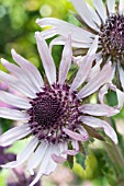 BERKHEYA PURPUREA