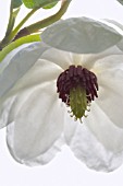 MAGNOLIA WILSONII