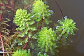 MYRIOPHYLLUM PROSERPINACOIDES, (SYN. MYRIPHYLLUM AQUATICUM)