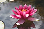 NYMPHAEA HYBRIDA CHARLES DE MEURVILLE