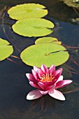 NYMPHAEA HYBRIDA CHARLES DE MEURVILLE