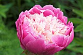 PAEONIA BOWL OF BEAUTY