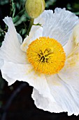 ROMNEYA COULTERI