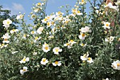 ROMNEYA COULTERI