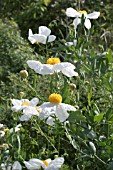 ROMNEYA COULTERI