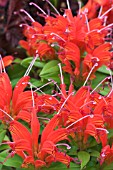 AESCHYNANTHUS HOT FLASH