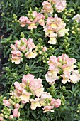 ANTIRRHINUM PEACHES & CREAM