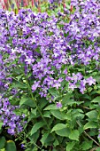 CAMPANULA PRICHARDS VARIETY