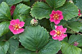 FRAGARIA RED RUBY (SAMBA), ORNAMENTAL STRAWBERRY FLOWERS