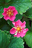 FRAGARIA RED RUBY (SAMBA), ORNAMENTAL STRAWBERRY FLOWERS