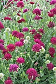 KNAUTIA CRIMSON CUSHION